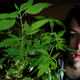 Illustration for article titled By blocking cannabis receptors, scientists can give you the anti-munchies